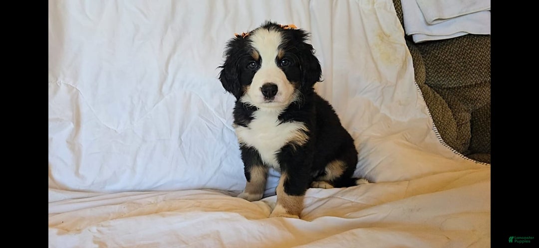 Bernese Mountain Dog dogs for sale: Poppy - Image 2