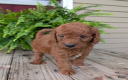 Mini Goldendoodle dogs for sale: Mini -coner - Image 31
