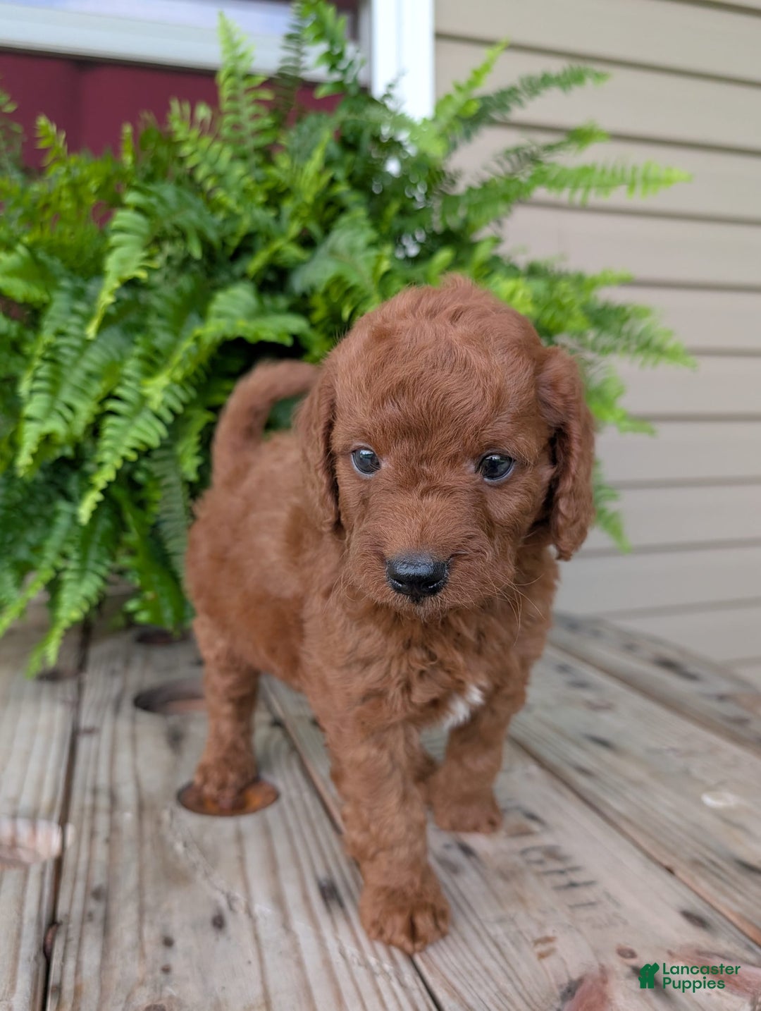 Mini Goldendoodle dogs for sale: Mini -coner - Image 31