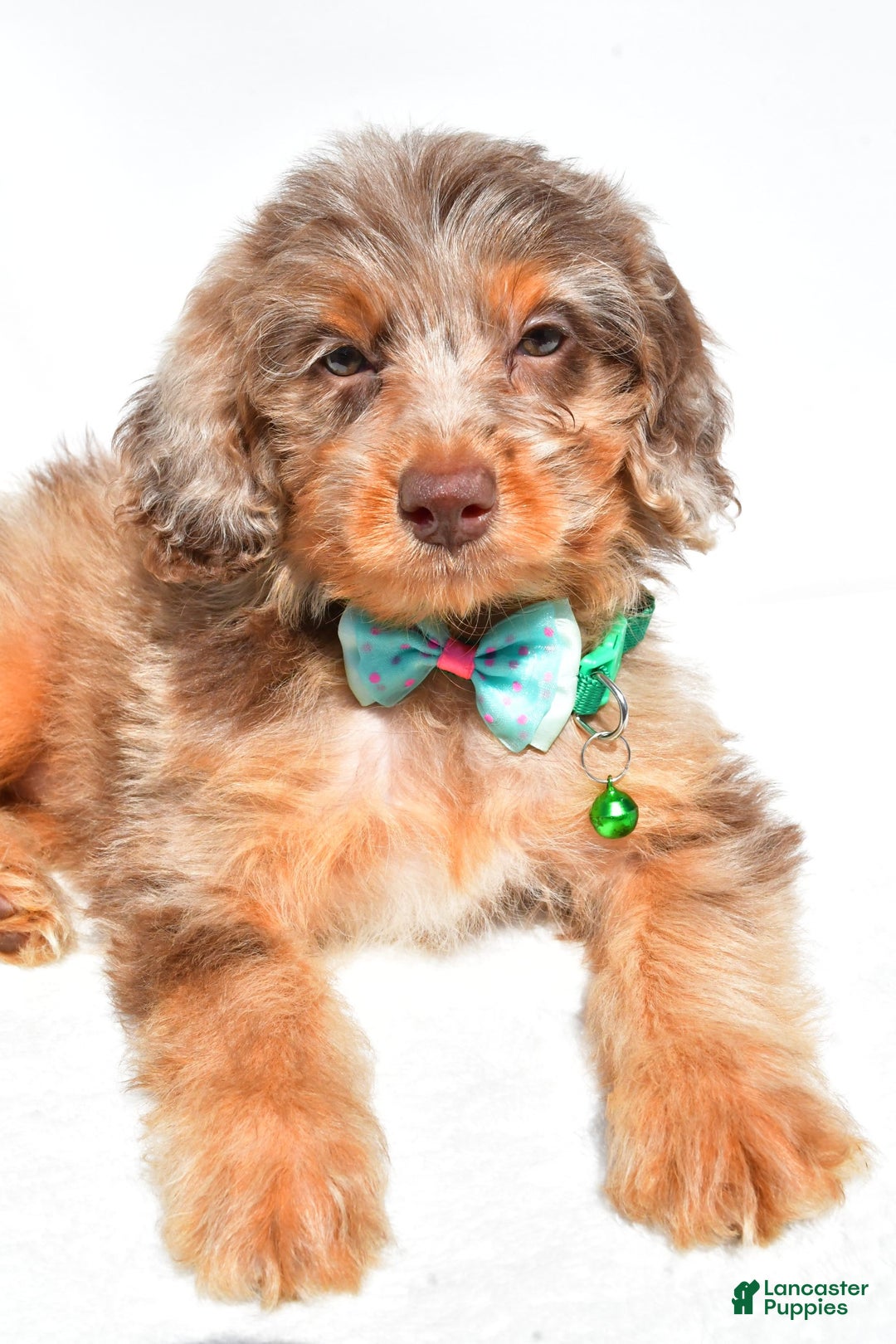 Mini Aussiedoodle dogs for sale: Esther - Image 7