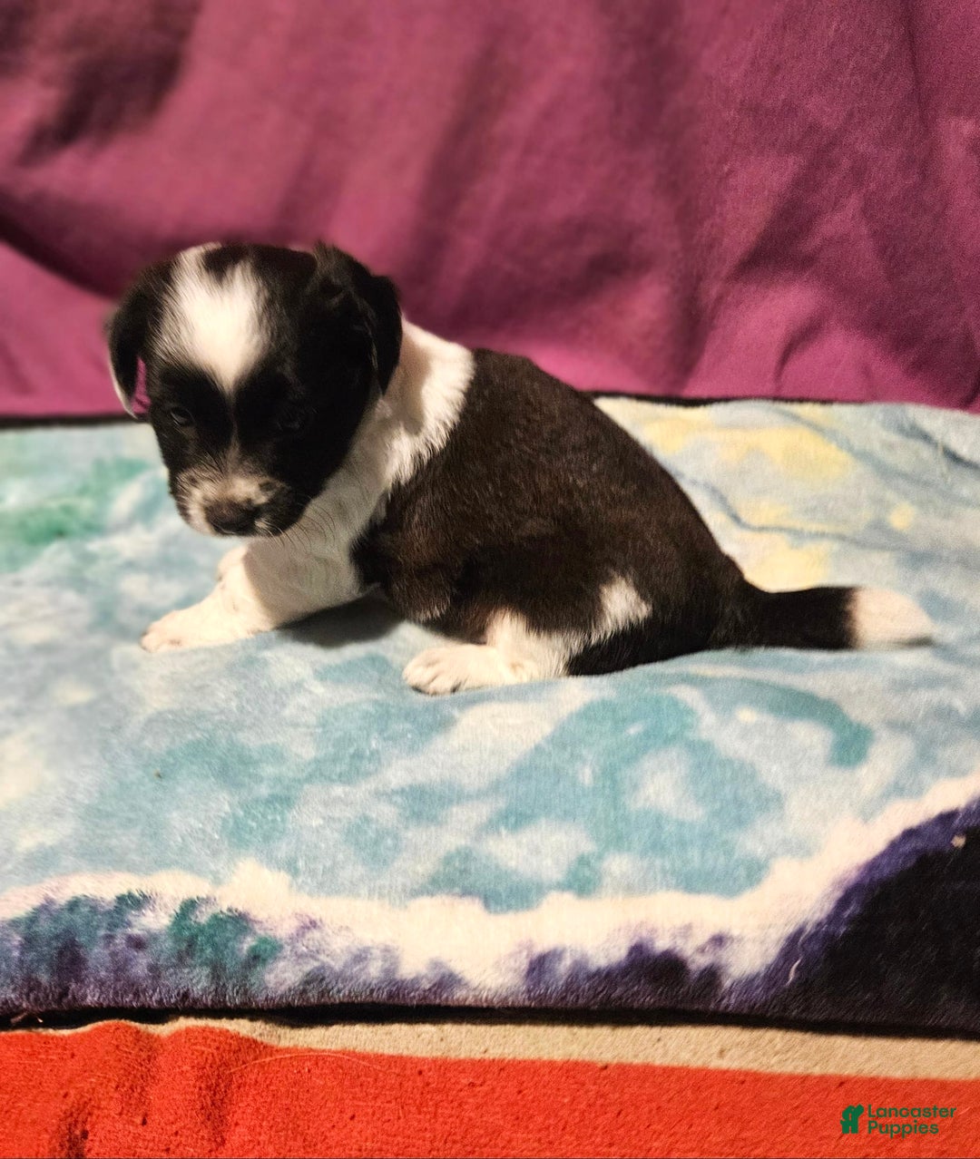 Chihuahua dogs for sale: Mani - Image 2