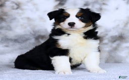 Miniature Australian Shepherd dogs for sale: Jace - Image 4