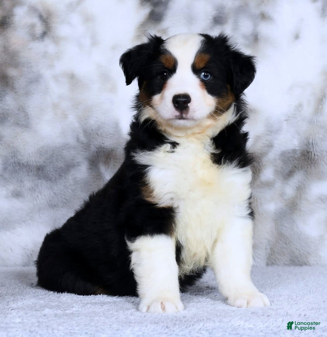 Miniature Australian Shepherd dogs for sale: Jace - Image 4