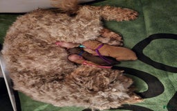 Toy Poodle dogs for sale: Teddy - Image 5