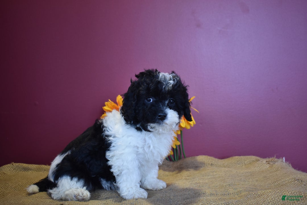 Cavapoo dogs for sale: Jasmine - Image 6