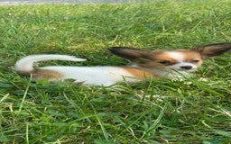 Papillon dogs for sale: Rose 🌹 - Image 7