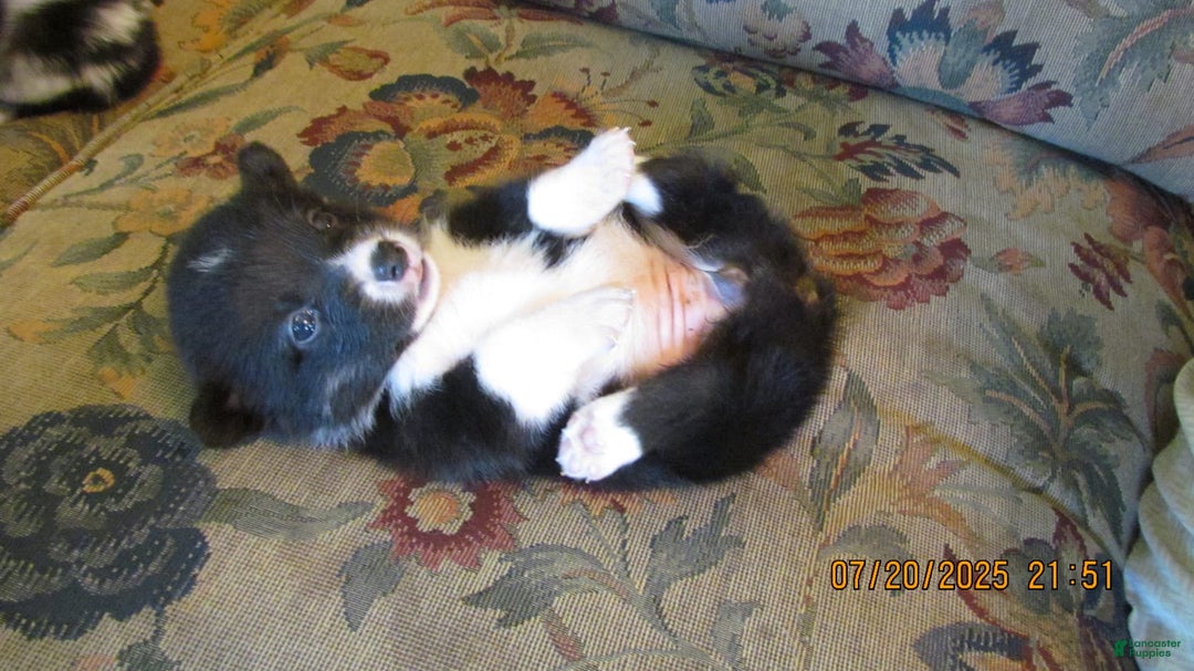 American Corgi dogs for sale: Pansy - Image 1