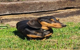 Miniature Dachshund dogs for sale: Debbie - Image 10