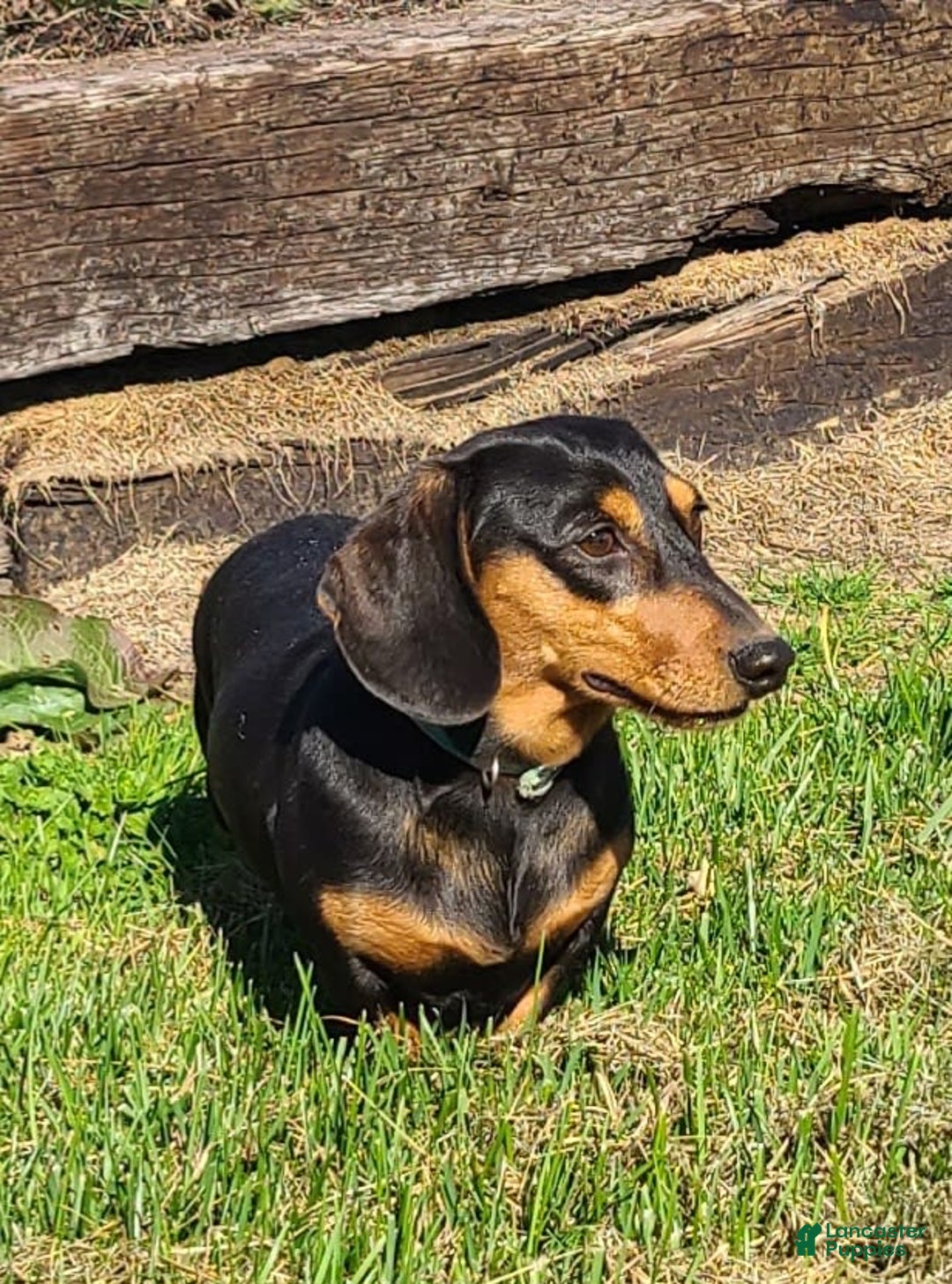 Miniature Dachshund dogs for sale: Debbie - Image 10
