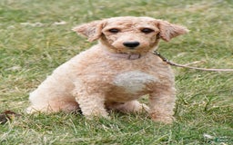 Maltipoo dogs for sale: Bingo - Image 8