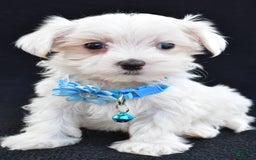 Maltese dogs for sale: Arianna - Image 7