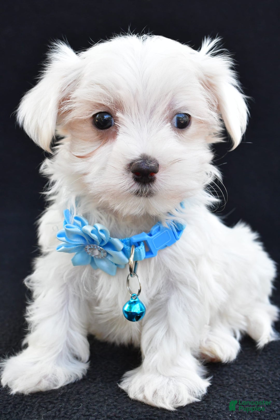 Maltese dogs for sale: Arianna - Image 7