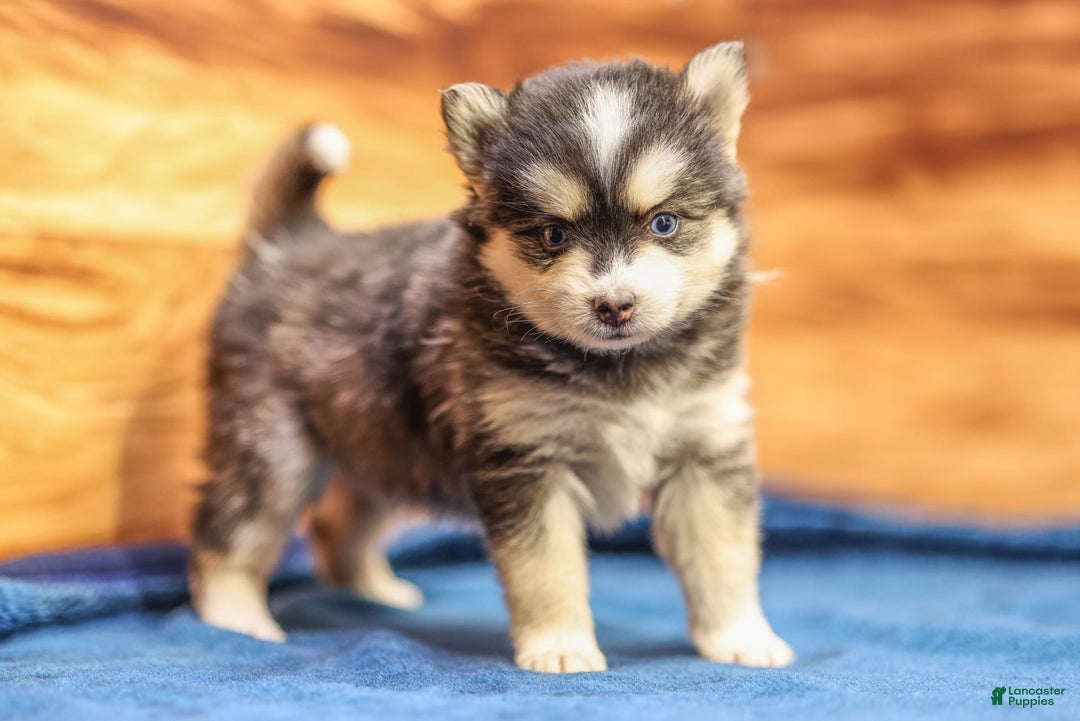 Pomsky dogs for sale: Roxy - Image 5