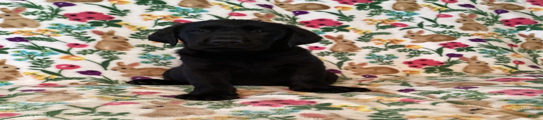 Macy