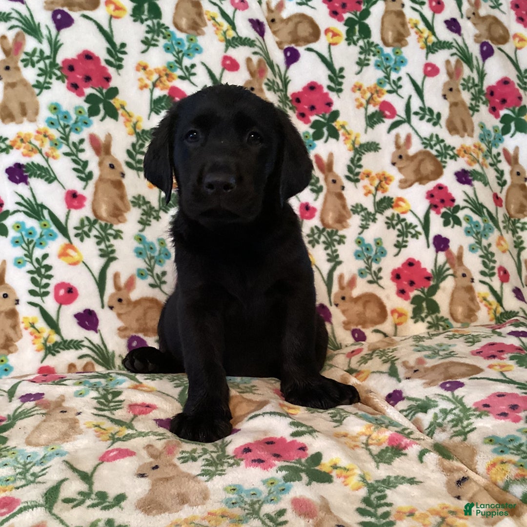 Labrador Retriever dogs for sale: Macy - Image 1