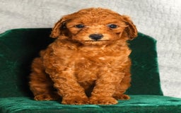 Miniature Poodle dogs for sale: Dixie - Image 7