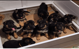 German Shepherd dogs for sale: Big Red - Image 6