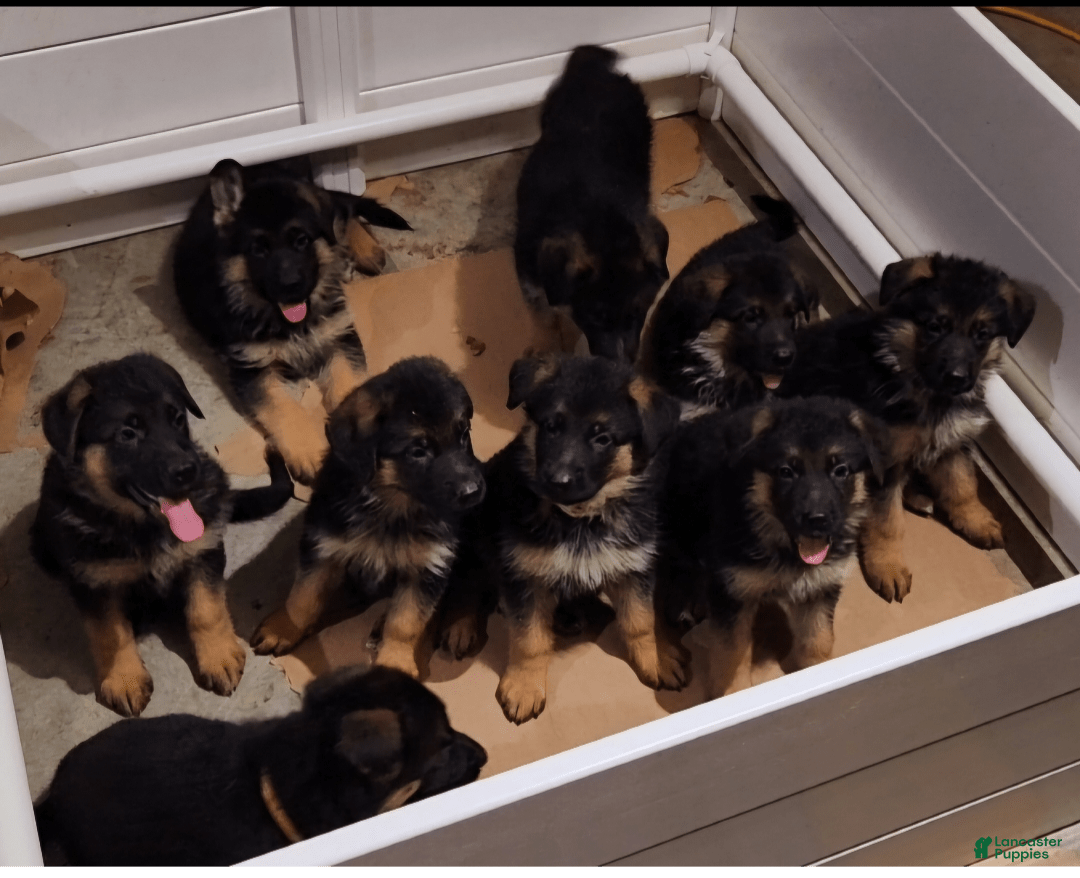 German Shepherd dogs for sale: Big Red - Image 6