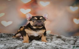 French Bulldog dogs for sale: Nova - Image 1