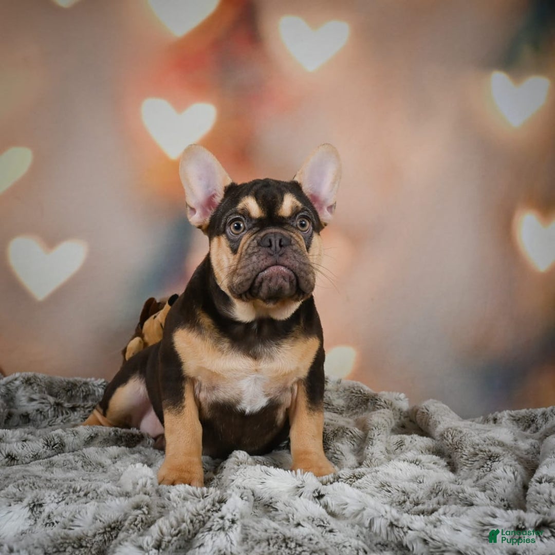 French Bulldog dogs for sale: Nova - Image 1