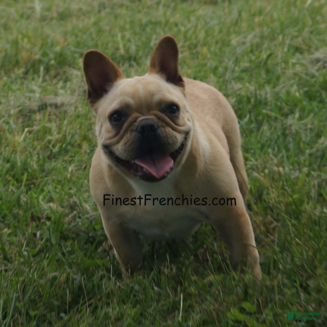 French Bulldog dogs for sale: Triumph - Image 8