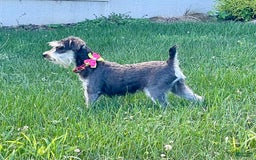 Miniature Schnauzer dogs for sale: Tillie - Image 12