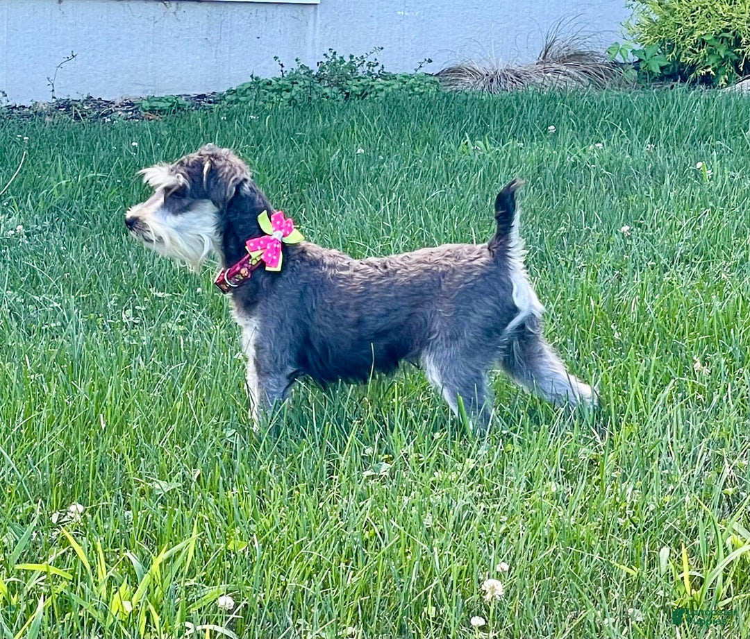 Miniature Schnauzer dogs for sale: Tillie - Image 12