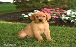 Labrador Retriever dogs for sale: Scout - Image 2