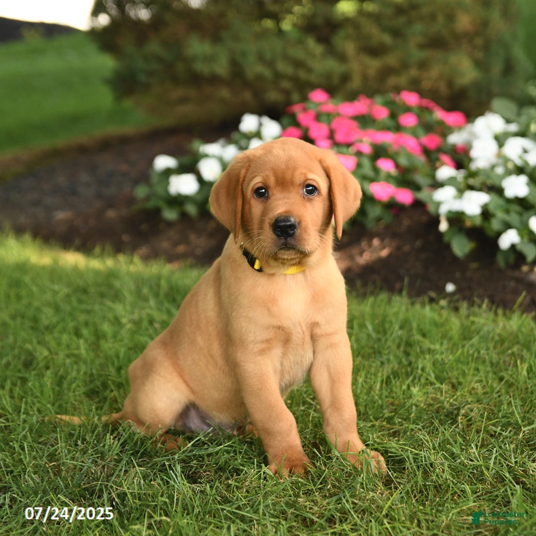 Labrador Retriever dogs for sale: Scout - Image 2