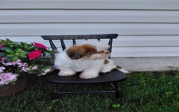 Shih Tzu dogs for sale: Fawn - Image 1