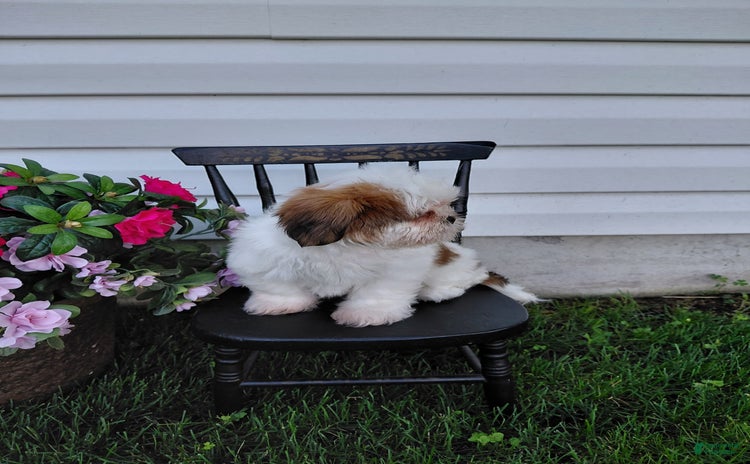 Shih Tzu dogs for sale - Ad 5