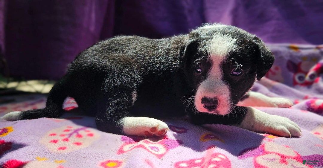 Border Collie dogs for sale: Fang - Image 11