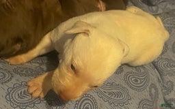 Labrador Retriever dogs for sale: Molly - Image 1