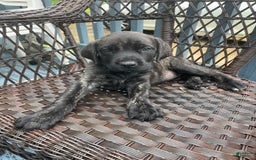 English Mastiff dogs for sale: Lilo - Image 11