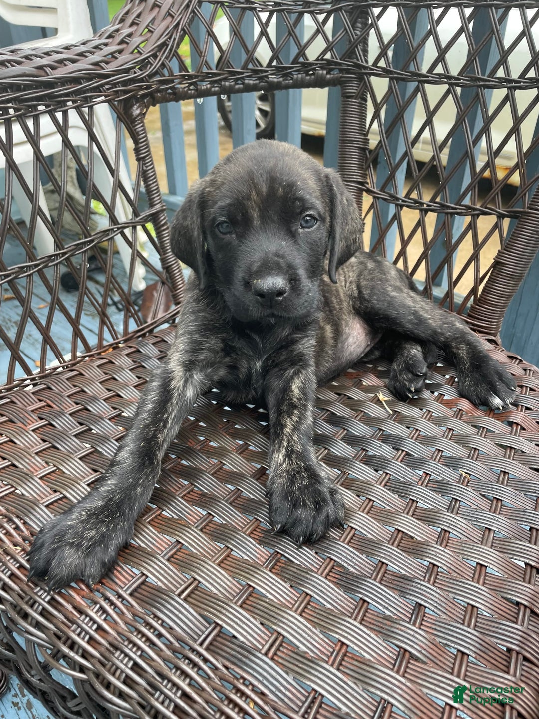 English Mastiff dogs for sale: Lilo - Image 11