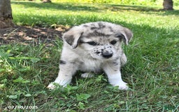 Great Pyrenees dogs for sale: Teddy - Image 3