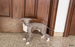 Italian Greyhound dogs for sale: Lila - Image 12
