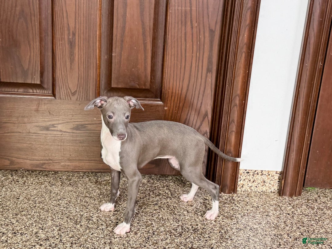 Italian Greyhound dogs for sale: Lila - Image 12