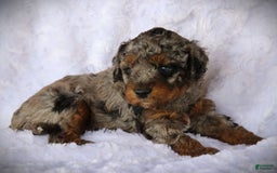Miniature Poodle dogs for sale: Duke - Image 2