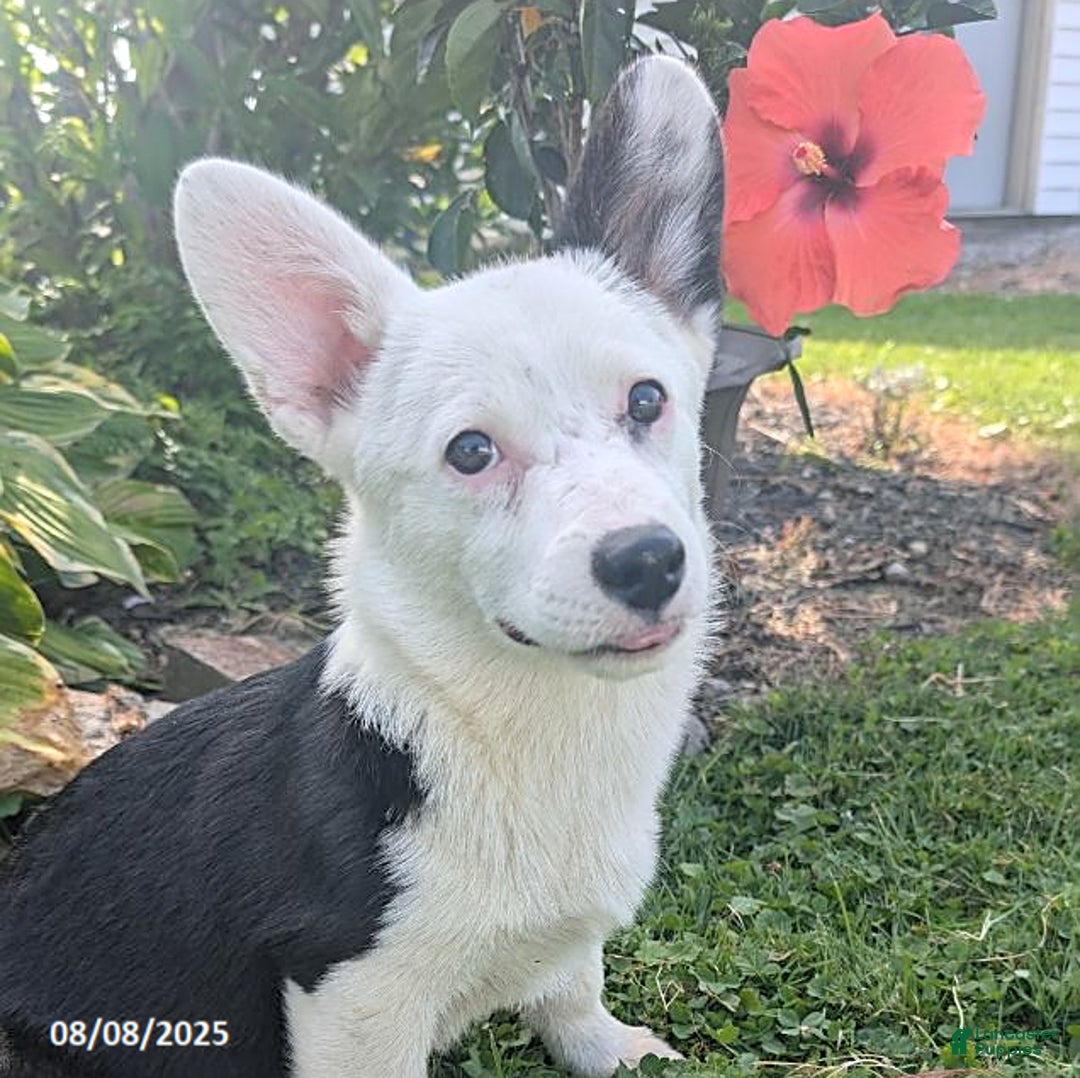 Welsh Corgi Pembroke dogs for sale: Princess - Image 2
