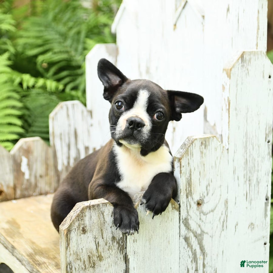 Boston Terrier dogs for sale: King - Image 3