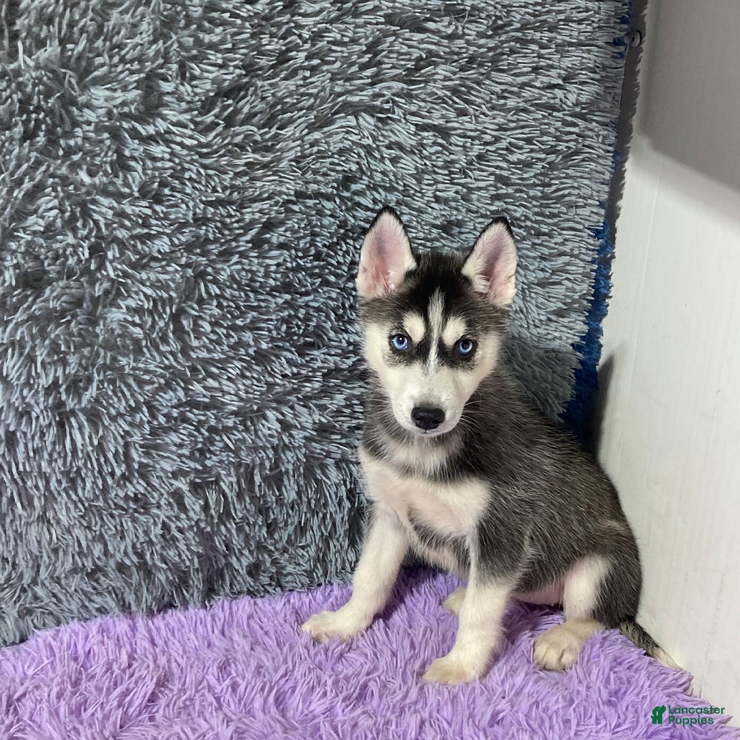 Siberian Husky dogs for sale: Laurie - Image 1