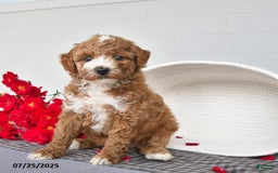 Toy Poodle dogs for sale: Coco - Image 5
