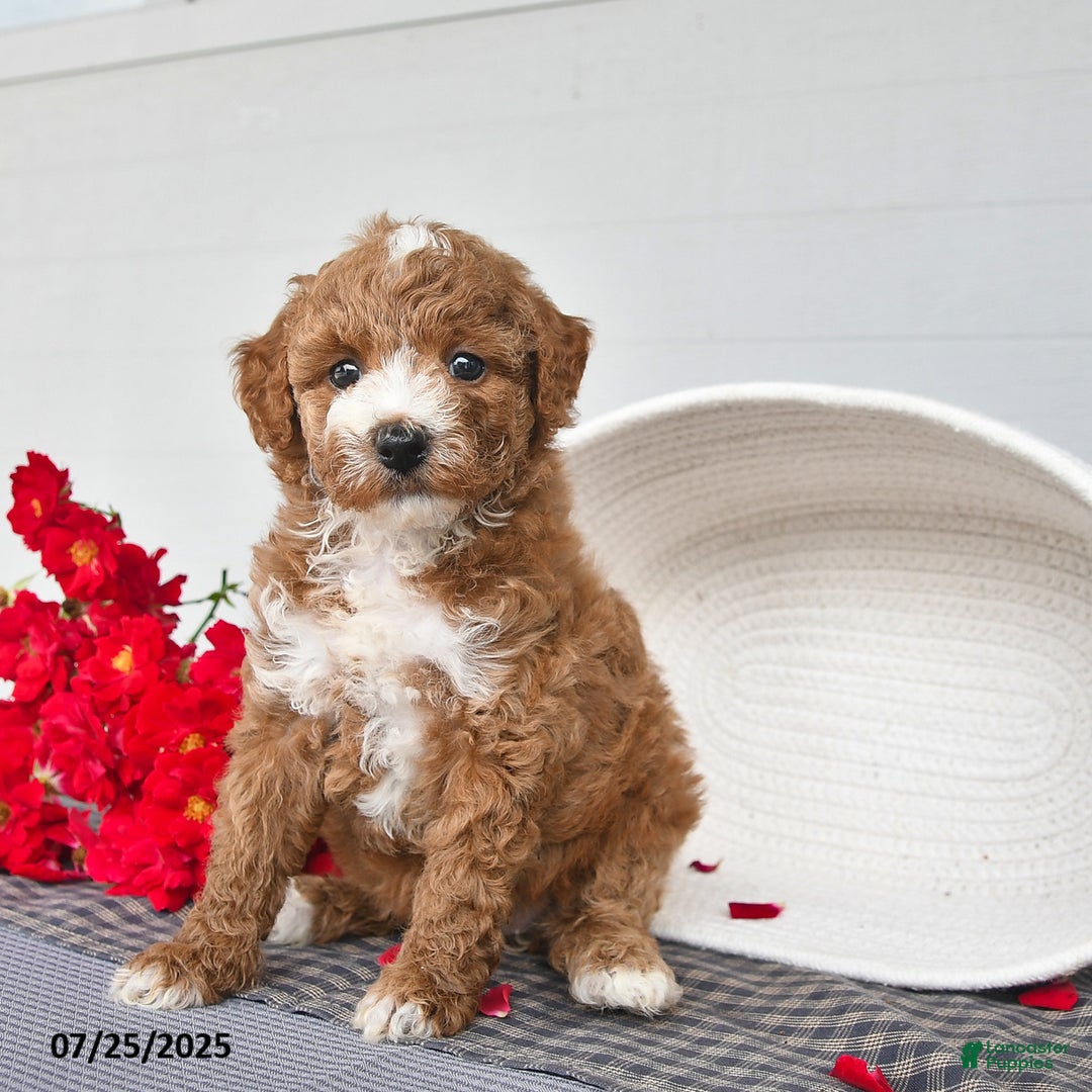 Toy Poodle dogs for sale: Coco - Image 5