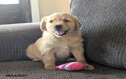 Golden Retriever dogs for sale: Maggie - Image 2