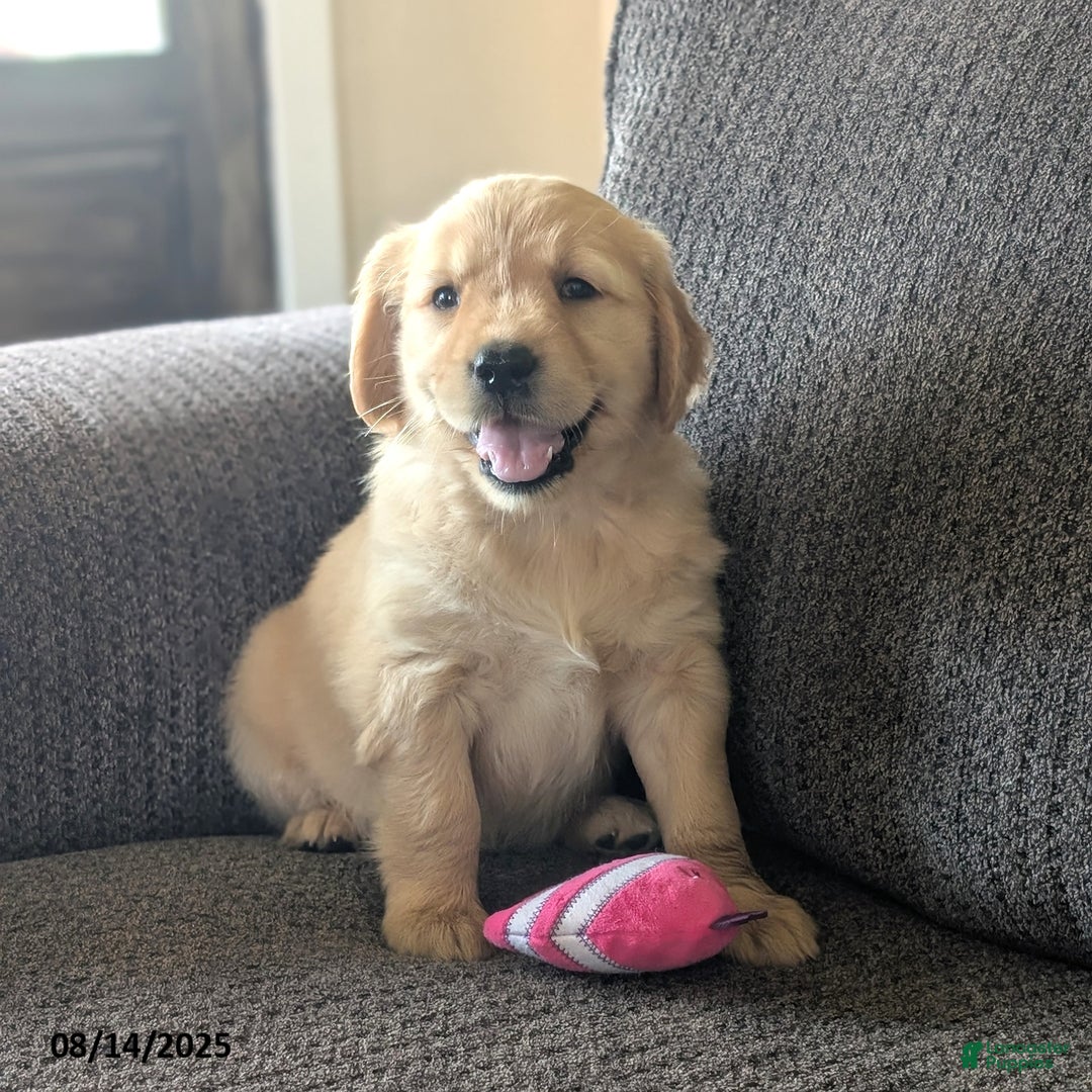 Golden Retriever dogs for sale: Maggie - Image 2