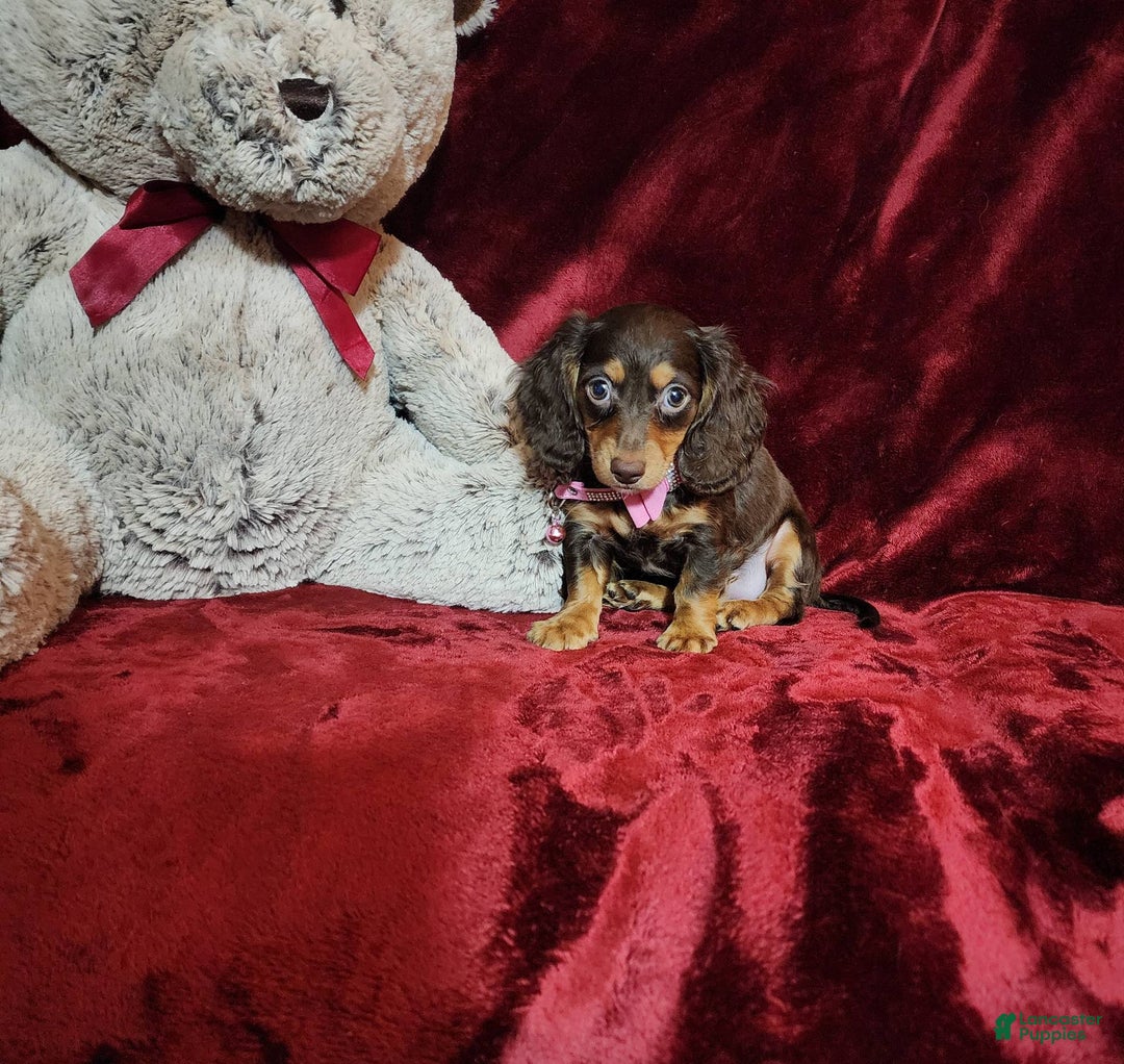 Miniature Dachshund dogs for sale: CANDY - Image 3