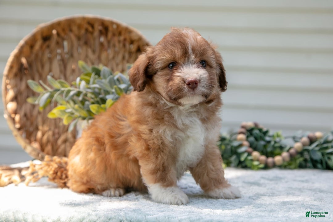 Mini Aussiedoodle dogs for sale: Rory - Image 5