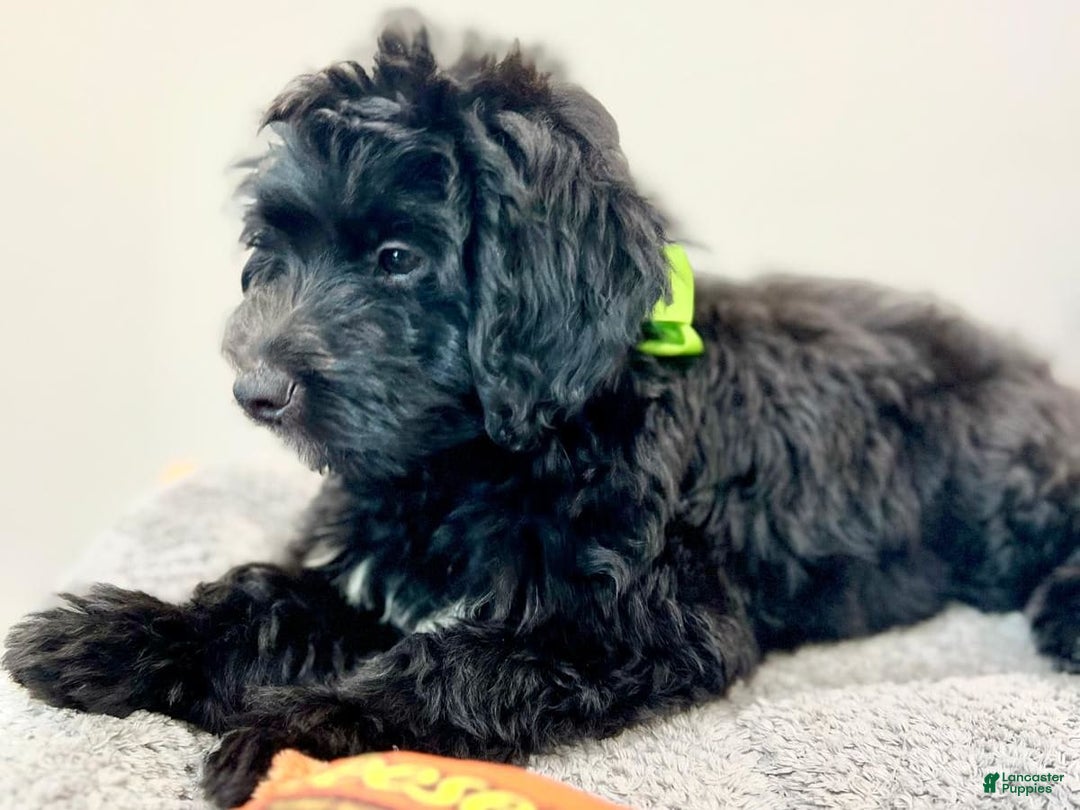 Mini Bernedoodle dogs for sale: Oreo - Image 6