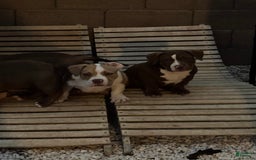 American Bully dogs for sale: Bella - Image 13